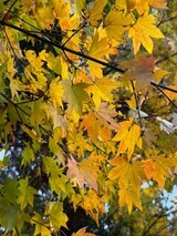 IMG_3113_コピー