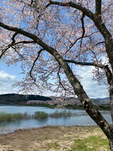 IMG_3652_コピー