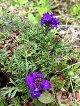 IMG_3640 (1)_コピー