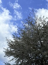 IMG_3639 (1)_コピー