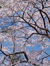 IMG_3741_コピー