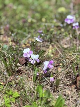 IMG_3686_コピー
