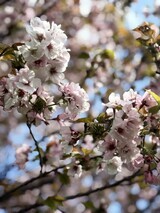 IMG_3691_コピー