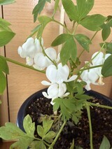 IMG_4025 (1)_コピー